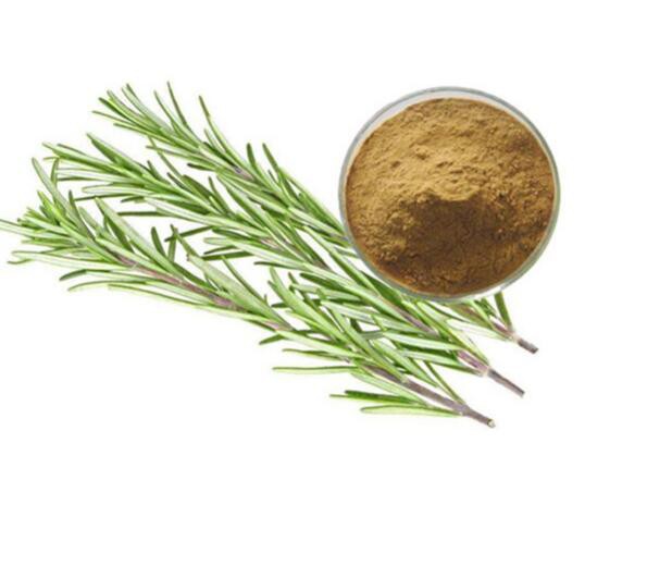 Rosemary Extracts26211061958