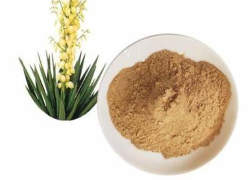 Yucca Root powder supplier Yucca Root powder supplier