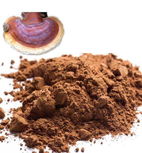 Organic Reishi Mushroom Powder19290910624