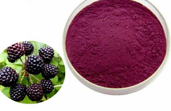 Organic Black Raspberry Powder00245894400