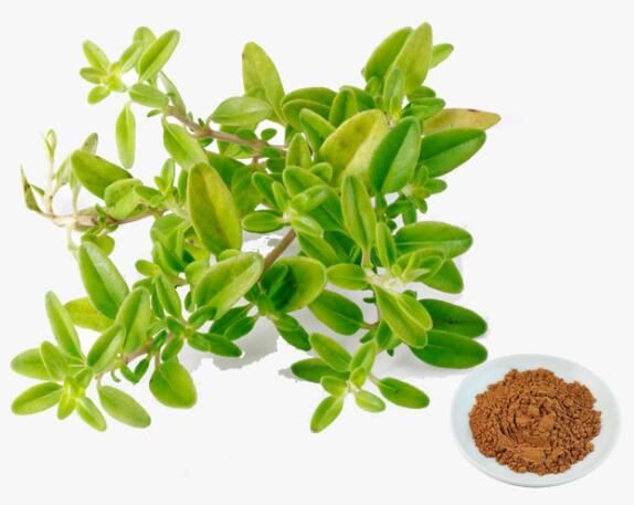 Thyme Extract43407882140