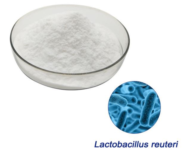 Lactobacillus Casei Probiotic44143133525