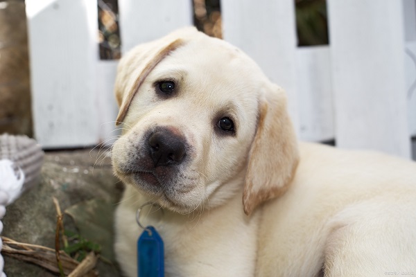 perro