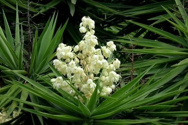 yucca