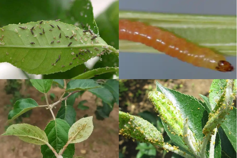 Aplicación de rotenona