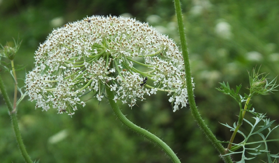 Cnidium monnieri