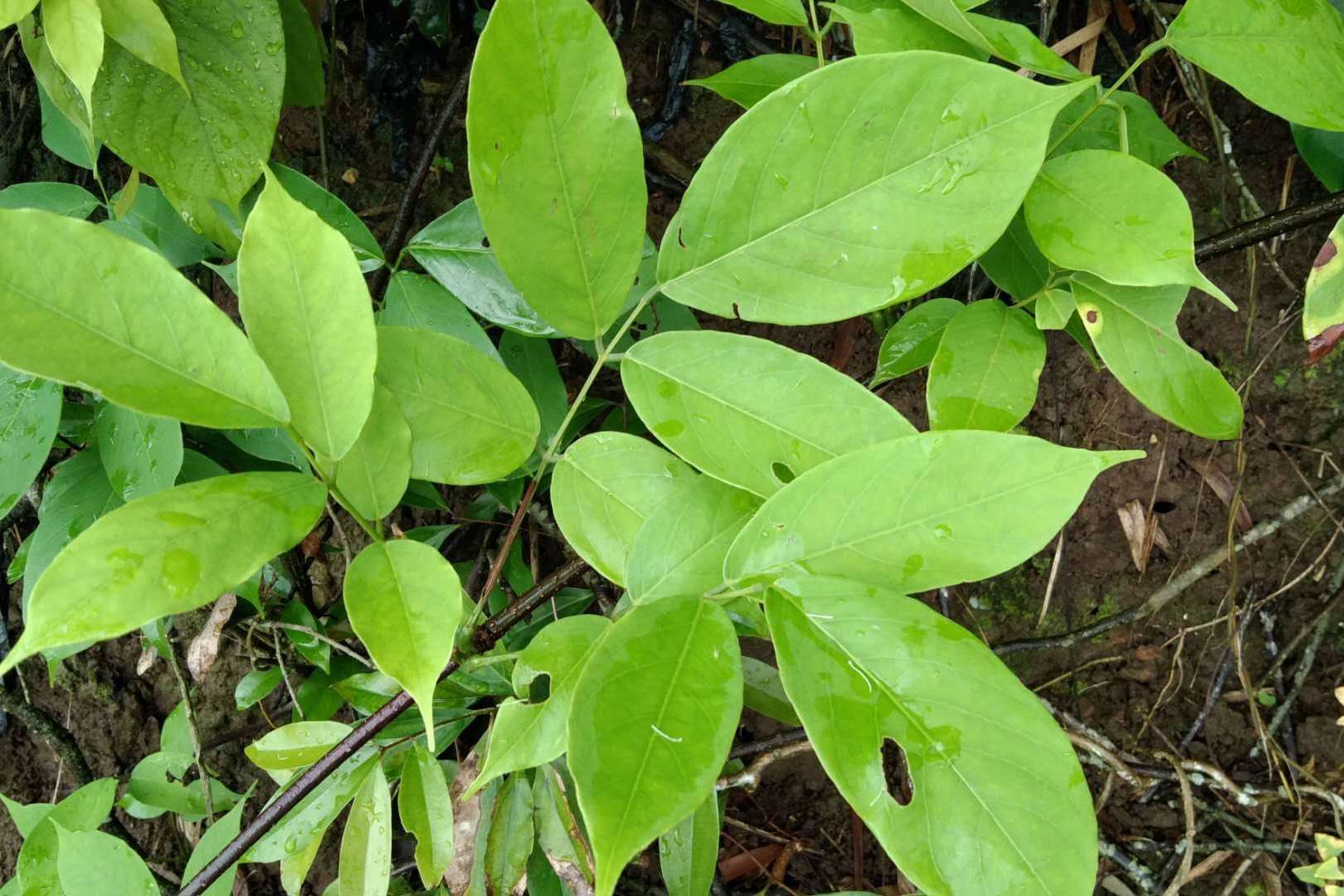 Planta de Derris