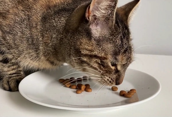 ¿Por qué utilizar fructooligosacáridos (FOS) en alimentos para mascotas?
