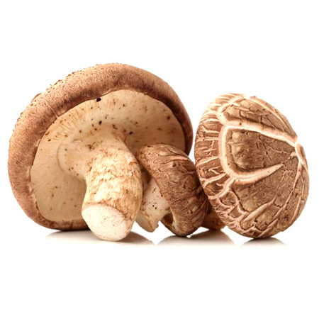 champiñón