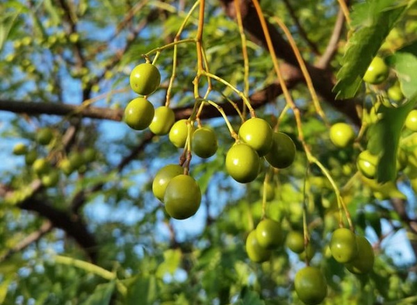 Toosendanina a granel: Para formulaciones de pesticidas botánicos