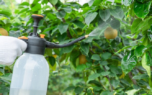 Toosendanina a granel: Para formulaciones de pesticidas botánicos