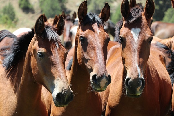 Cómo el extracto de yuca beneficia el tracto digestivo del caballo en las formulaciones de alimentos modernos