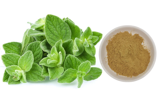 Extracto de orégano