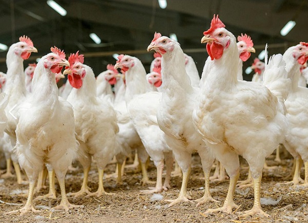 Extracto de orégano en premezclas de alimento para pollos de engorde: Apoyo a la producción sin antibióticos