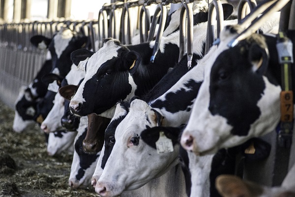 26231d3b4867816bc0339042ee8e1da6