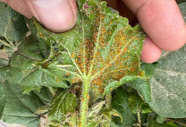 Caso práctico: La alicina en soluciones orgánicas para el control de plagas.