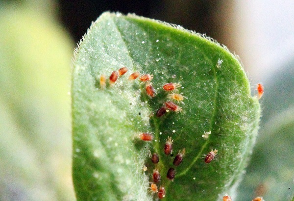 Cómo se utiliza la matrina en diferentes cultivos: estudios de caso