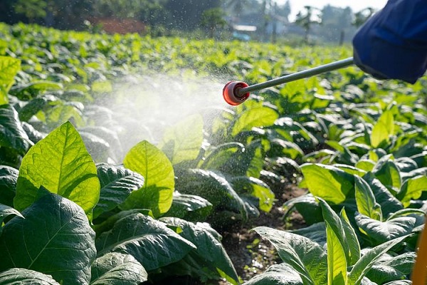 ¿Por qué los insecticidas botánicos están ganando cuota de mercado?: El valor estratégico de las piretrinas