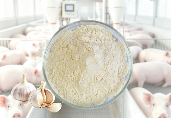 A medida que la industria ganadera mundial avanza hacia la producción sin antibióticos, los fabricantes, distribuidores y marcas blancas de piensos buscan aditivos naturales que ofrezcan un rendimiento fiable. Entre estos ingredientes, la alicina en polvo se ha convertido en una de las soluciones de mayor crecimiento debido a sus beneficios antimicrobianos, antioxidantes y para la salud intestinal. En Green Agri , trabajamos con empresas de piensos de todo el mundo, suministrando aditivos para piensos en polvo de alicina al por mayor de alta calidad , con una calidad constante, un contenido activo estable y una capacidad de fabricación escalable. Tanto si busca ampliar su línea de productos como si desea mejorar la formulación de su pienso actual, comprender el mercado y los detalles técnicos de la alicina es fundamental. Analicemos por qué este ingrediente natural está revolucionando la nutrición animal y cómo puede beneficiarse de él. ¿Por qué la alicina en polvo se está convirtiendo en un ingrediente indispensable en la alimentación animal? La alicina es un compuesto organosulfurado activo extraído del ajo. Al añadirse a la alimentación animal, actúa como un agente antibacteriano de amplio espectro. Elimina eficazmente patógenos intestinales dañinos como E. coli y Salmonella sin alterar la flora intestinal beneficiosa. Además, su aroma intenso y característico actúa como un atrayente natural, mejorando significativamente la palatabilidad del alimento y estimulando su consumo voluntario en animales jóvenes o estresados. Hoy en día, los fabricantes de piensos suelen utilizar alicina en polvo en: Alimento para aves de corral Alimento para cerdos nutrición de rumiantes Alimento para acuicultura Suplementos para animales de compañía En comparación con los promotores de crecimiento tradicionales, la alicina ofrece una solución más sostenible que se ajusta a las normativas cambiantes y a las expectativas de los consumidores. Por ello, la alicina en polvo a granel para piensos se ha convertido en un ingrediente cada vez más importante para las marcas de piensos a nivel mundial. La creciente demanda de alicina en el mercado: una oportunidad para los distribuidores. El mercado global de promotores naturales del crecimiento está experimentando un crecimiento sin precedentes. Impulsadas por la creciente preocupación de los consumidores por la calidad de la carne, las empresas agroindustriales buscan activamente aditivos vegetales sostenibles. Este cambio representa una oportunidad altamente rentable para los distribuidores agrícolas. Incorporar extracto de ajo al por mayor, un producto de alta demanda, a su cartera de productos puede ayudarle a acceder a este mercado en rápido crecimiento. Al ofrecer ingredientes botánicos para piensos científicamente probados , los distribuidores pueden fidelizar a sus clientes y captar cuota de mercado en el floreciente sector de la agricultura ecológica.A medida que la industria ganadera mundial avanza hacia la producción sin antibióticos, los fabricantes, distribuidores y marcas blancas de piensos buscan aditivos naturales que ofrezcan un rendimiento fiable. Entre estos ingredientes, la alicina en polvo se ha convertido en una de las soluciones de mayor crecimiento debido a sus beneficios antimicrobianos, antioxidantes y para la salud intestinal. En Green Agri , trabajamos con empresas de piensos de todo el mundo, suministrando aditivos para piensos en polvo de alicina al por mayor de alta calidad , con una calidad constante, un contenido activo estable y una capacidad de fabricación escalable. Tanto si busca ampliar su línea de productos como si desea mejorar la formulación de su pienso actual, comprender el mercado y los detalles técnicos de la alicina es fundamental. Analicemos por qué este ingrediente natural está revolucionando la nutrición animal y cómo puede beneficiarse de él. ¿Por qué la alicina en polvo se está convirtiendo en un ingrediente indispensable en la alimentación animal? La alicina es un compuesto organosulfurado activo extraído del ajo. Al añadirse a la alimentación animal, actúa como un agente antibacteriano de amplio espectro. Elimina eficazmente patógenos intestinales dañinos como E. coli y Salmonella sin alterar la flora intestinal beneficiosa. Además, su aroma intenso y característico actúa como un atrayente natural, mejorando significativamente la palatabilidad del alimento y estimulando su consumo voluntario en animales jóvenes o estresados. Hoy en día, los fabricantes de piensos suelen utilizar alicina en polvo en: Alimento para aves de corral Alimento para cerdos nutrición de rumiantes Alimento para acuicultura Suplementos para animales de compañía En comparación con los promotores de crecimiento tradicionales, la alicina ofrece una solución más sostenible que se ajusta a las normativas cambiantes y a las expectativas de los consumidores. Por ello, la alicina en polvo a granel para piensos se ha convertido en un ingrediente cada vez más importante para las marcas de piensos a nivel mundial. La creciente demanda de alicina en el mercado: una oportunidad para los distribuidores. El mercado global de promotores naturales del crecimiento está experimentando un crecimiento sin precedentes. Impulsadas por la creciente preocupación de los consumidores por la calidad de la carne, las empresas agroindustriales buscan activamente aditivos vegetales sostenibles. Este cambio representa una oportunidad altamente rentable para los distribuidores agrícolas. Incorporar extracto de ajo al por mayor, un producto de alta demanda, a su cartera de productos puede ayudarle a acceder a este mercado en rápido crecimiento. Al ofrecer ingredientes botánicos para piensos científicamente probados , los distribuidores pueden fidelizar a sus clientes y captar cuota de mercado en el floreciente sector de la agricultura ecológica