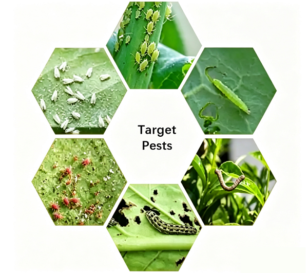 Extracto de Celastrus Angulatus: El ingrediente pesticida orgánico
