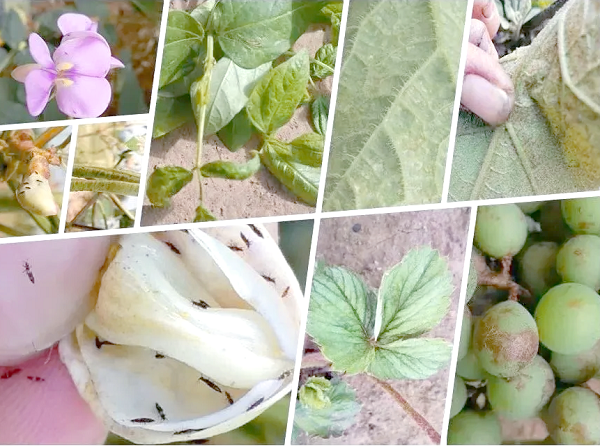 La ciencia detrás del insecticida veratrina: mecanismo de acción y preservación de la bioactividad.