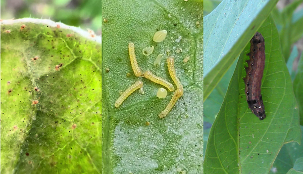 Aplicación del extracto de Stemona Japonica
